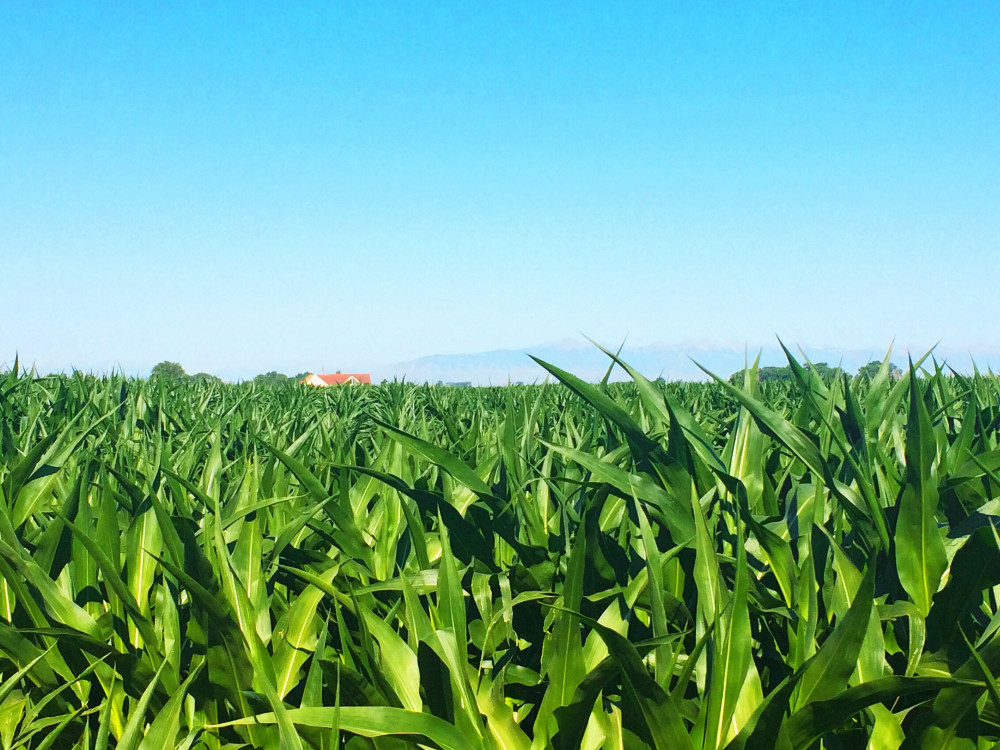 Estimation d'un corps de ferme : comment calculer la valeur vénale ?